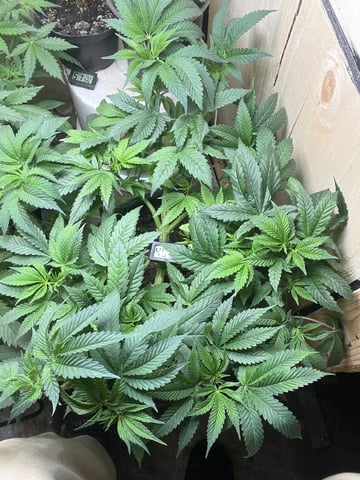 white 🕷️  — vegetative, day 56