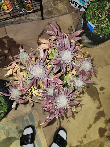 Mephisto's Flava Flav (Grape Crush x Guava Fig) — harvest, day 85