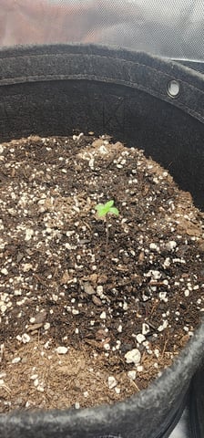 FastBuds Trainwreck Auto — seedling_rooting, day 7