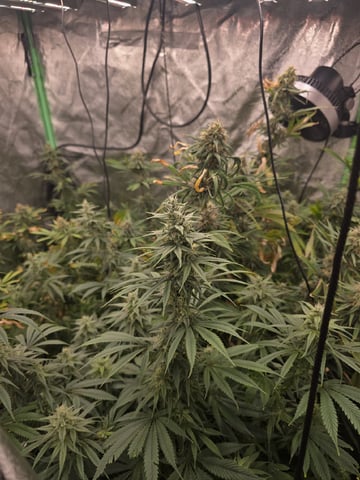 Growing — flower, day 112