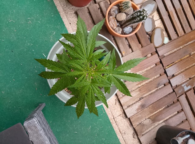 epsilon f1 — vegetative, day 16