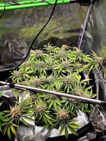 Dirty Bird - Thousand Island Fem & Platinum Kush Breath Remix x Grape Cakehead Fem Photo  — flower, day 104