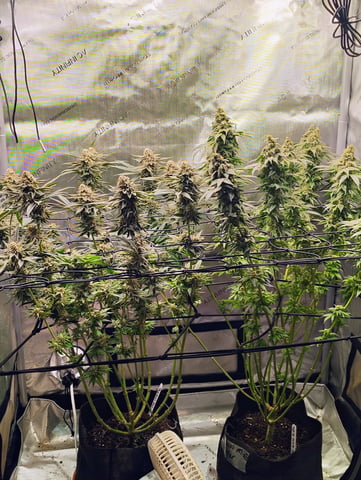 2nd grow  — flower, day 156
