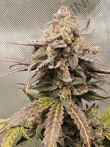 Another round of Mephisto Genetics from Schoolyard Crush and Do-si-delirium drops. — flower, day 69