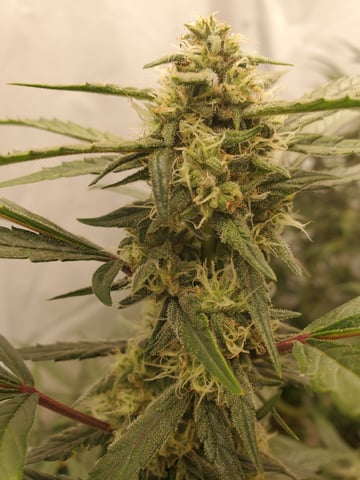 Auto Flower Run Fully Organic — flower, day 45