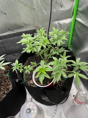 Jane doe — vegetative, day 1