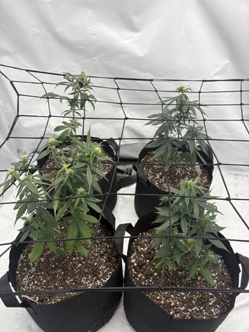 My First Grow — flower, day 49