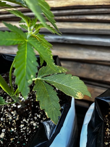 Autoflowers — vegetative, day 22