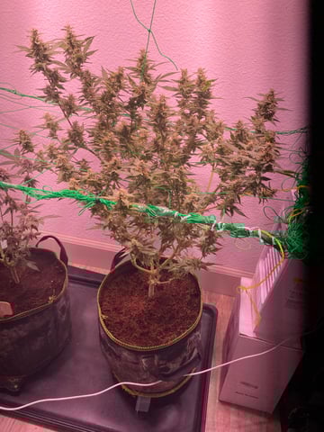 pineapple Express  — flower, day 27