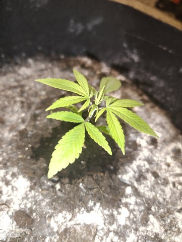 Hindu Kush — vegetative, day 22