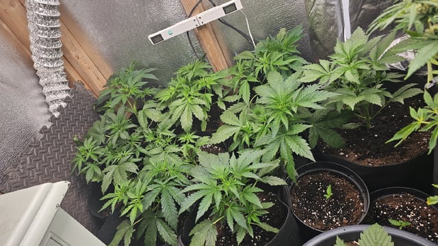 4th APRIL — vegetative, day 30