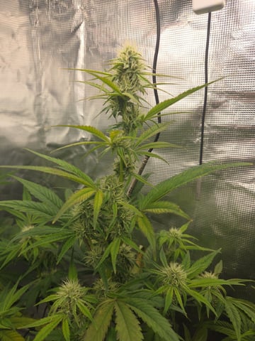 Autoflower NIGHT OWL — flower, day 3
