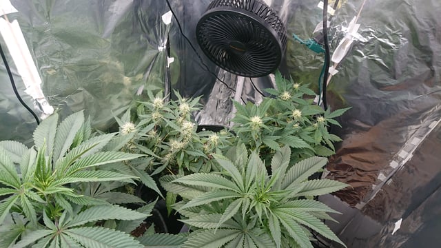 Rainbow runtz  — vegetative, day 20