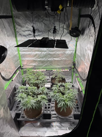 First Grow – Learning Every Day — vegetative, day 32