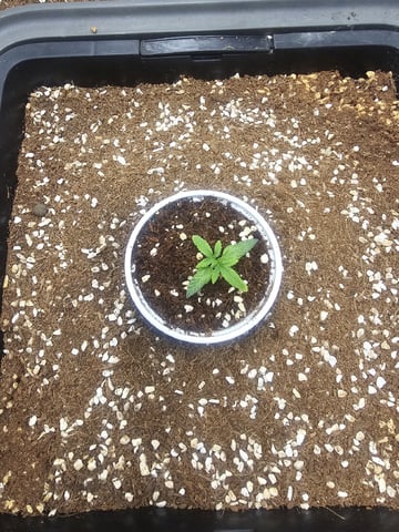 Bruce Banner — seedling_rooting, day 111