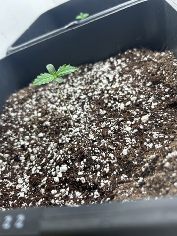 Northern Lights Auto x 4 — seedling_rooting, day 2
