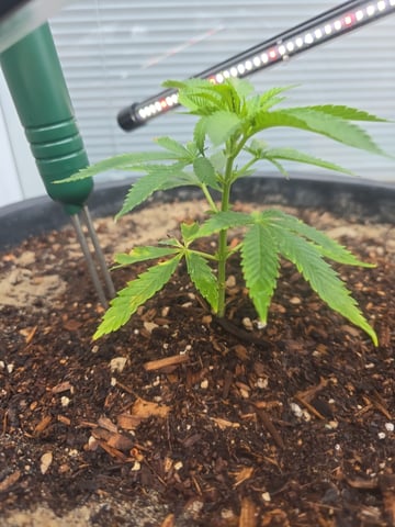 Venice Beach — vegetative, day 1