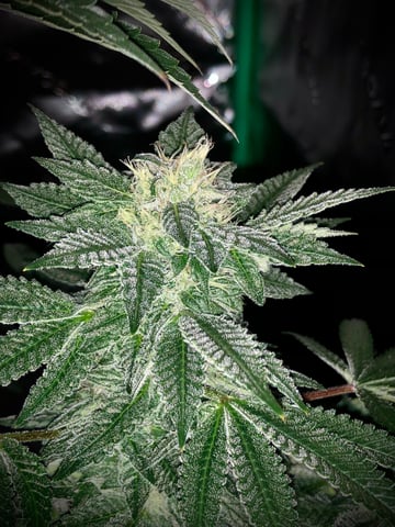 My First Home Grow  — flower, day 95