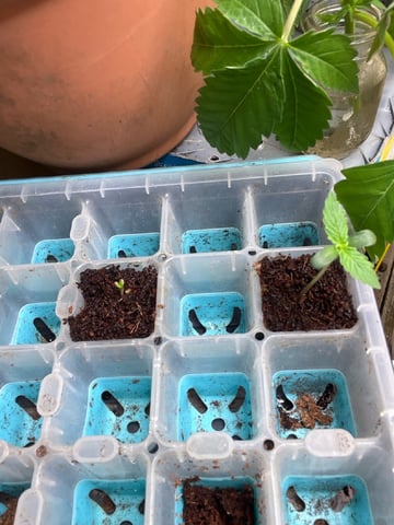 Milky Way F1 — auto, day 4