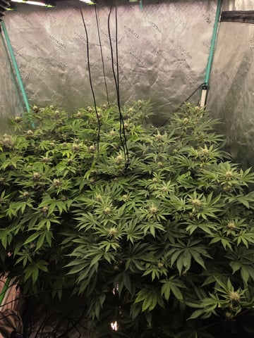 Relentless Genetics Trop Cherry S1 — flower, day 47
