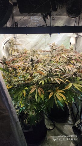 Blasted Genetics  — flower, day 48