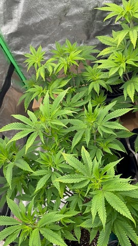 CB (Fem Photo) — flower, day 29