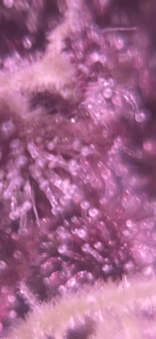 pineapple Express  — flower, day 27