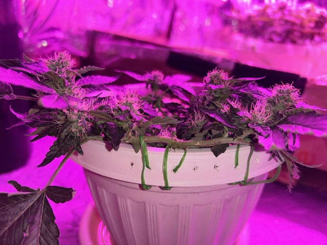 Test 1  — flower, day 93