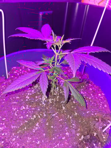 5 Random Seeds in a pot I found in my grinder. — vegetative, day 21