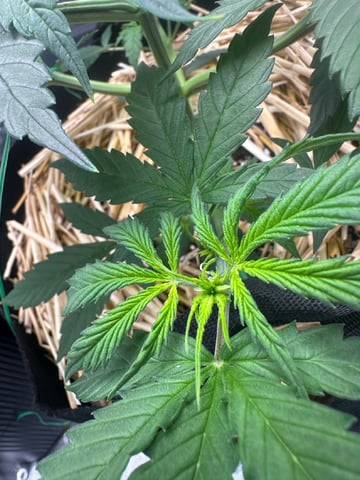 Pine (Auto) 2025 - 0 — flower, day 35