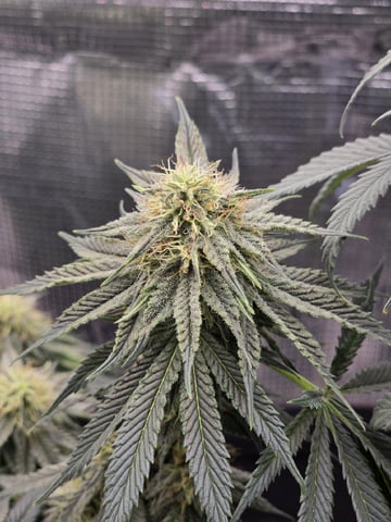  1 Blue Zushi x Venom & 1 Jack Here x Strawberry Cookies OG — flower, day 72