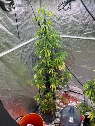 two clones and sour diesel  — flower, day 36