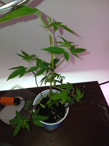 Gelato 33 — seedling_rooting, day 4