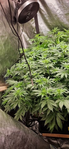 Indigo Saphirex2 And Slush Mint Cake X2 — flower, day 71