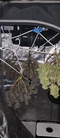 Second Grow — flower, day 70