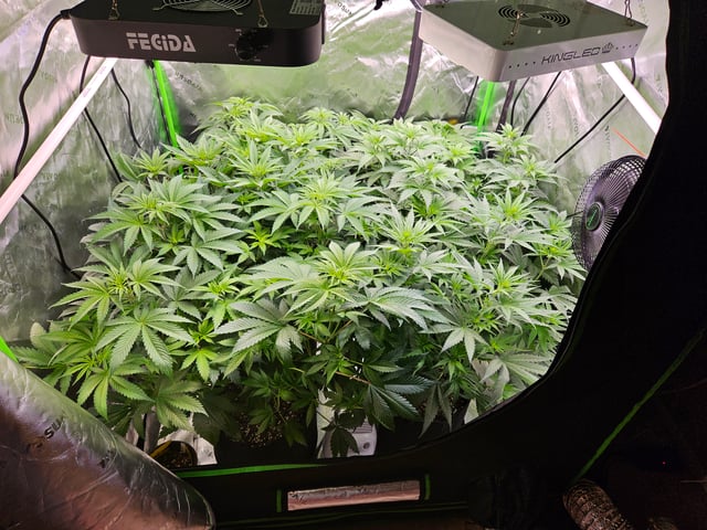1st Grow — flower, day 24