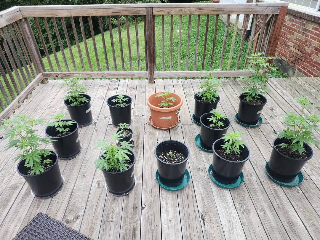 Third year Grow
