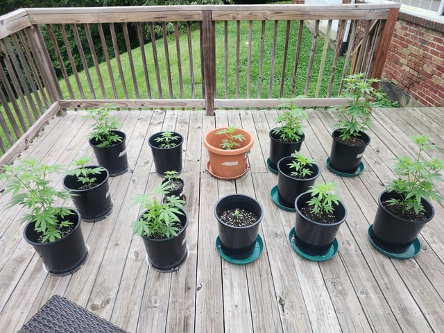 Third year Grow — grow_setup, day 2