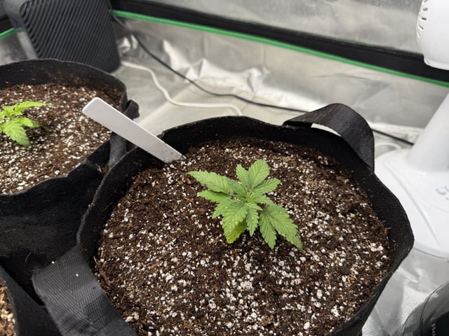 Late Season Start  — vegetative, day 20