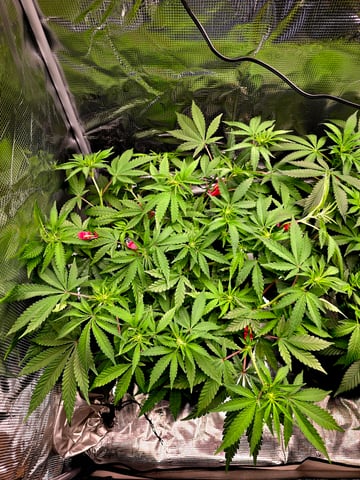 Dirty Bird - Thousand Island Fem & Platinum Kush Breath Remix x Grape Cakehead Fem Photo  — flower, day 60