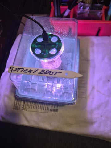 Mrs Sticky BEAST — germination, day 2