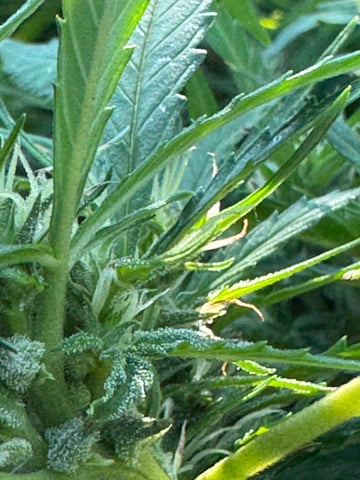 First grow — flower, day 52