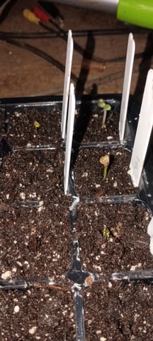 hawai'i outdoor — seedling_rooting, day 2