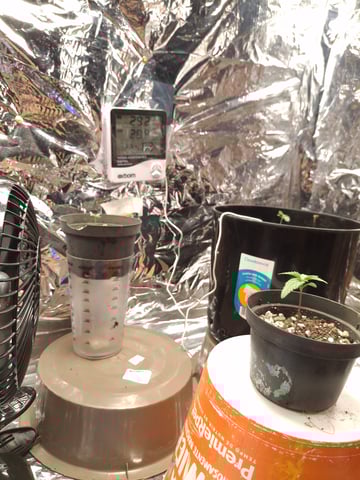 1st Grow - ROYAL MOBY (indoor)(photop.) — seedling_rooting, day 8
