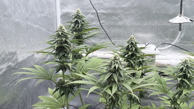 Blue Dream Grow — flower, day 64