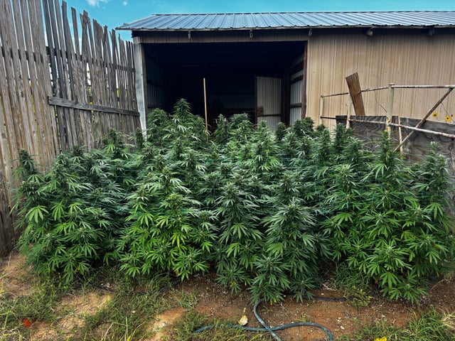 Outdoor Grow — flower, day 175