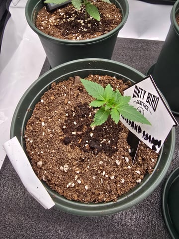 Dirty Bird - Thousand Island Fem & Platinum Kush Breath Remix x Grape Cakehead Fem Photo  — vegetative, day 7