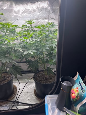 White Russian — flower, day 51