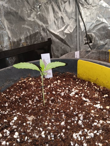 critical purple kush x peyote wifi  in the auto pot system tray 2 grow with added microhazian to the coco coir  — seedling_rooting, day 11