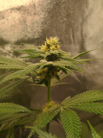lil Slurry, first grow — flower, day 67